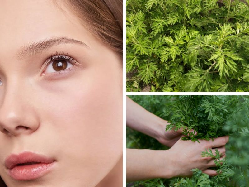 Xông hơi bằng lá ngải cứu có tác dụng gì? Có an toàn không? | Lotus Spa